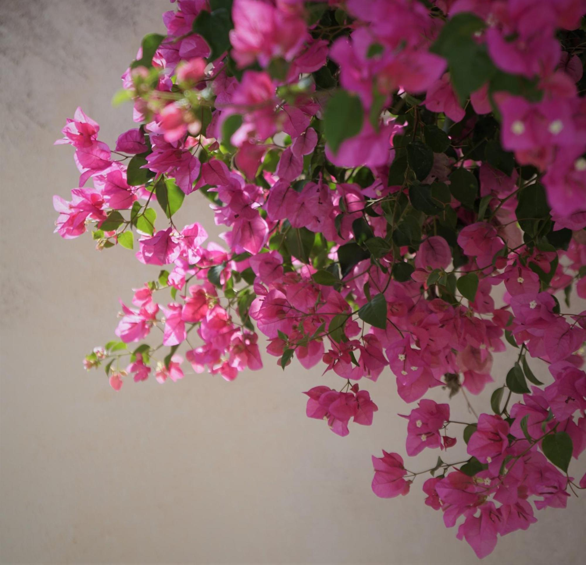 Villa Oasis Oia With Caldera View 外观 照片